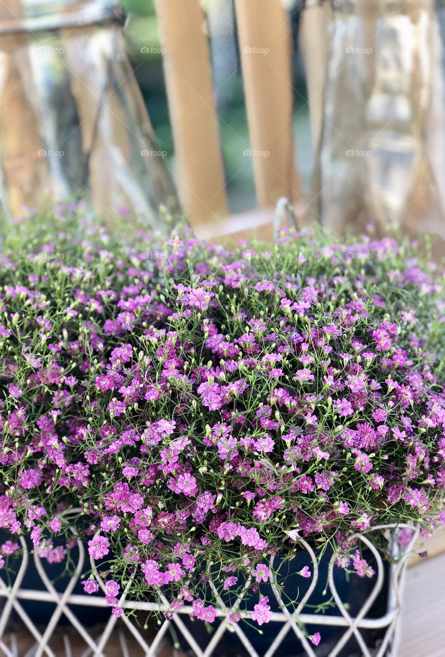 Pink / Purple summer flowers 