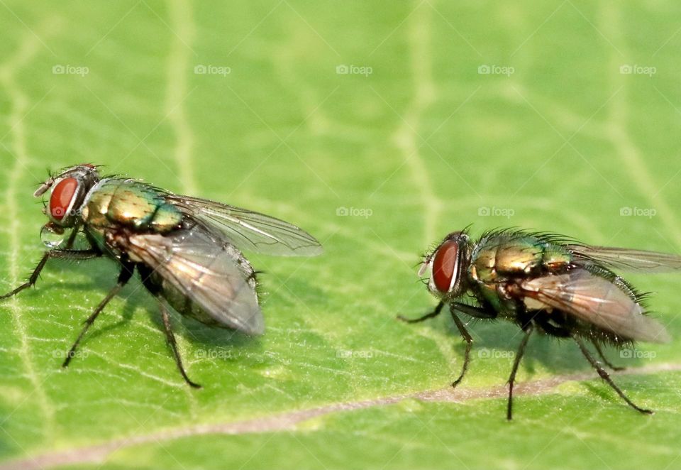 Two flies on a leaf