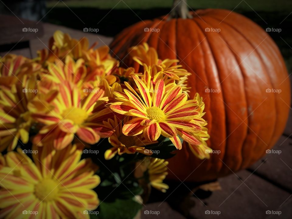 Mums and Pumpkin