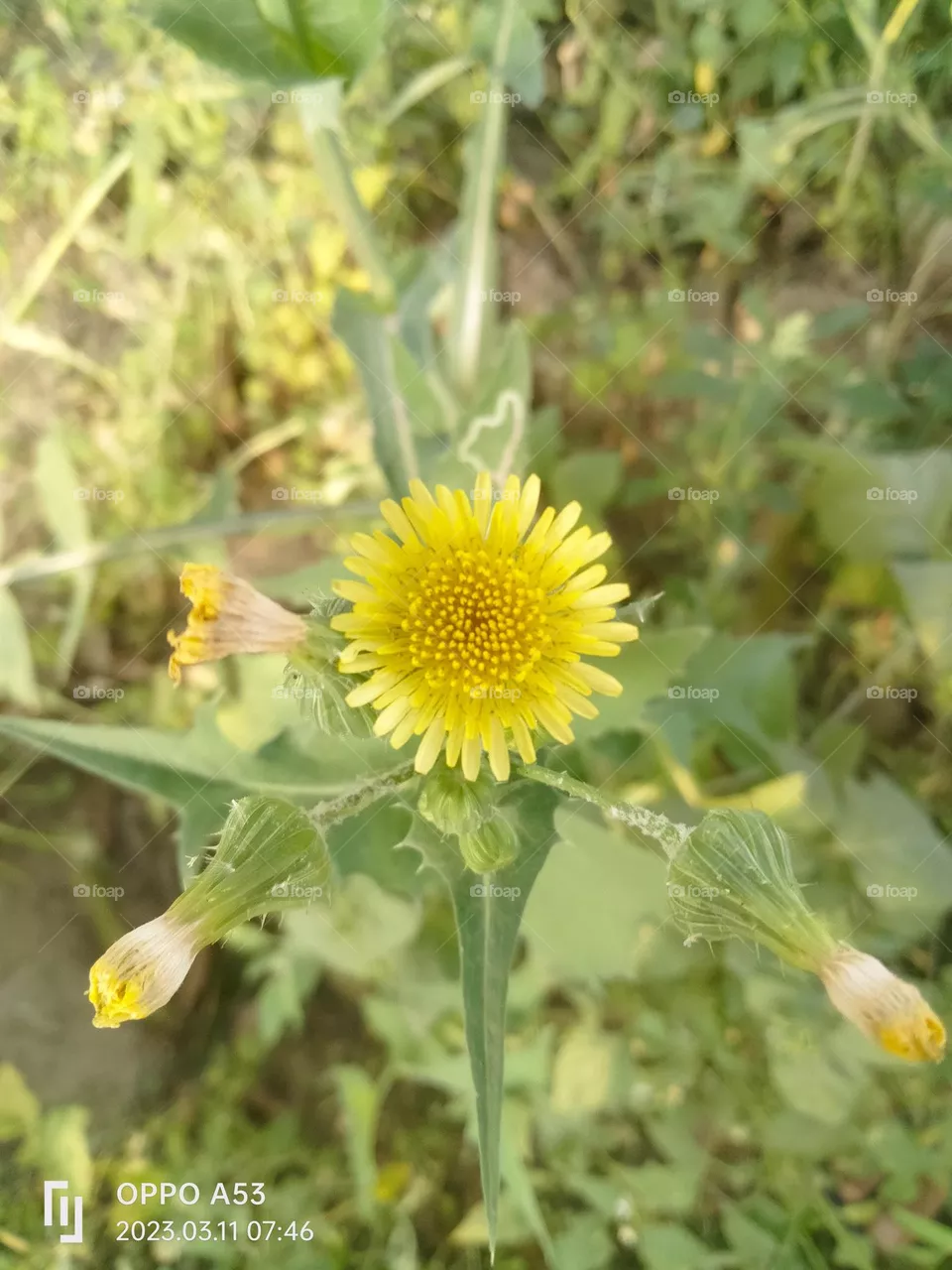 perityle Emoryi