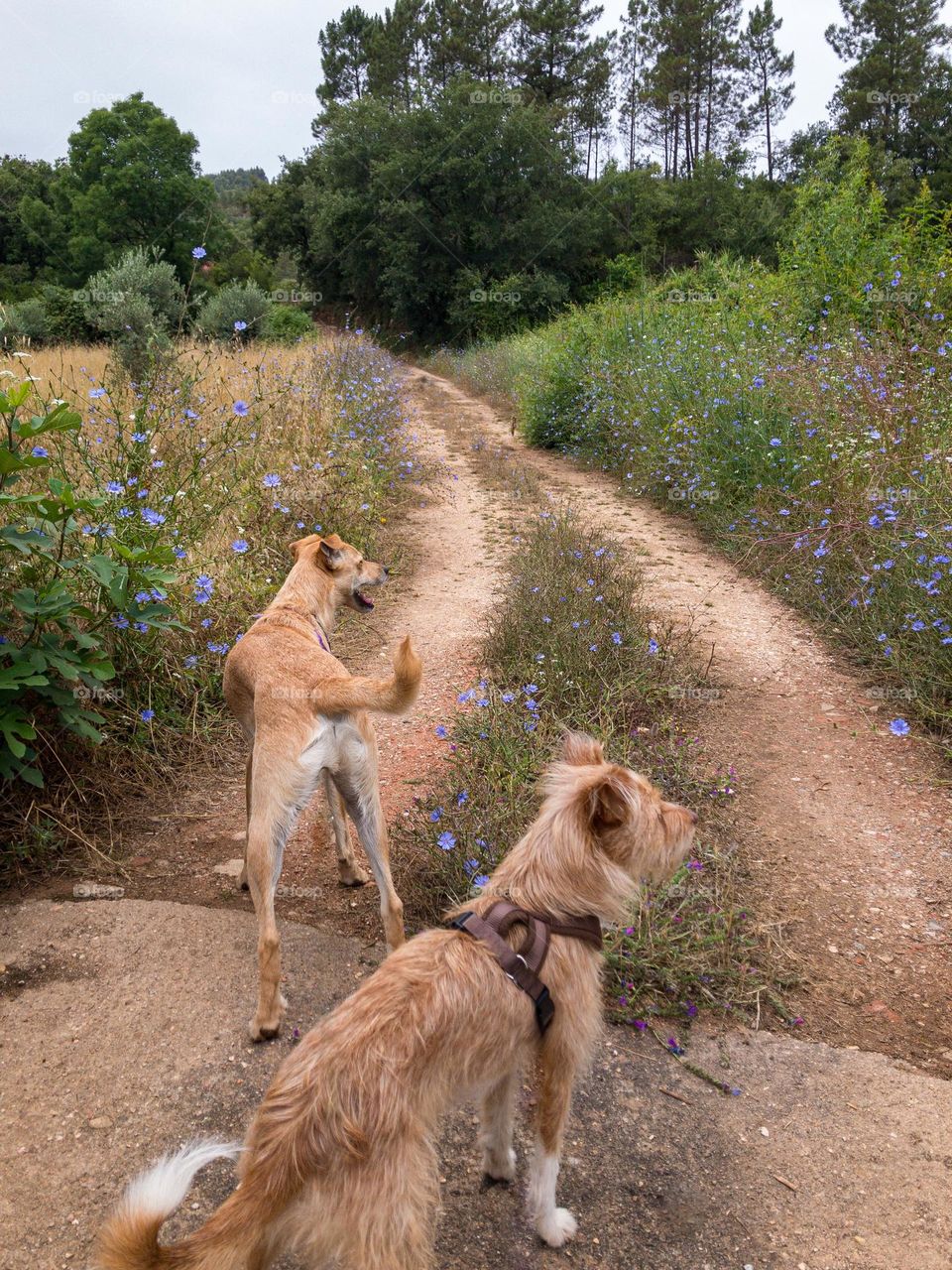 2 dogs at the start of a hiking trail leading to woodlands and flanked by blue flowers