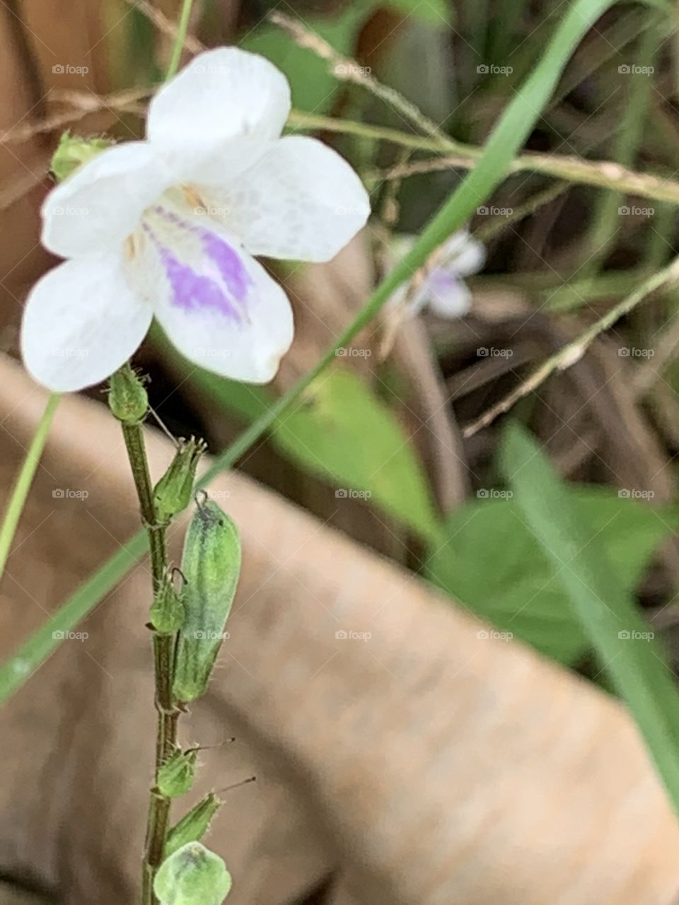 Plants around everywhere, Countryside (Thailand)