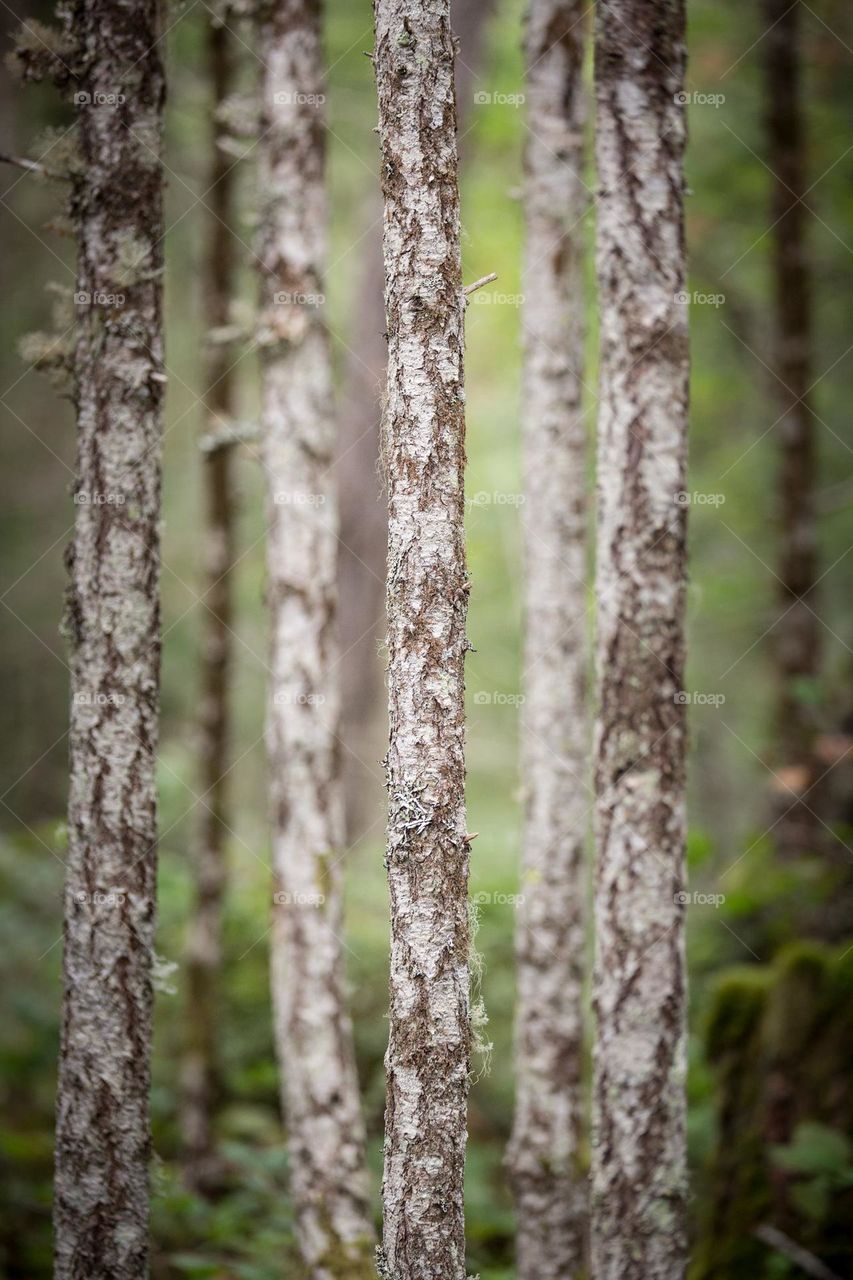 white bark trees in the forest