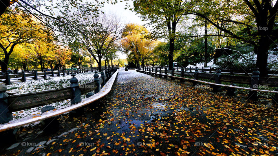 Central Park bench