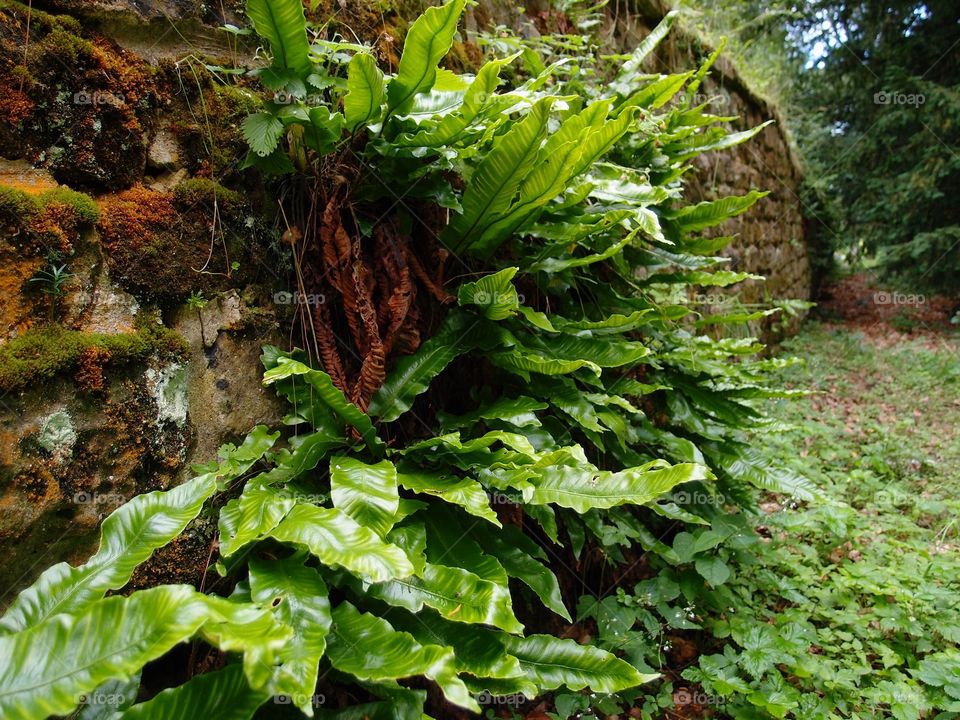 Large plant leaves grow from an old moss covered brick wall in the English countryside. 