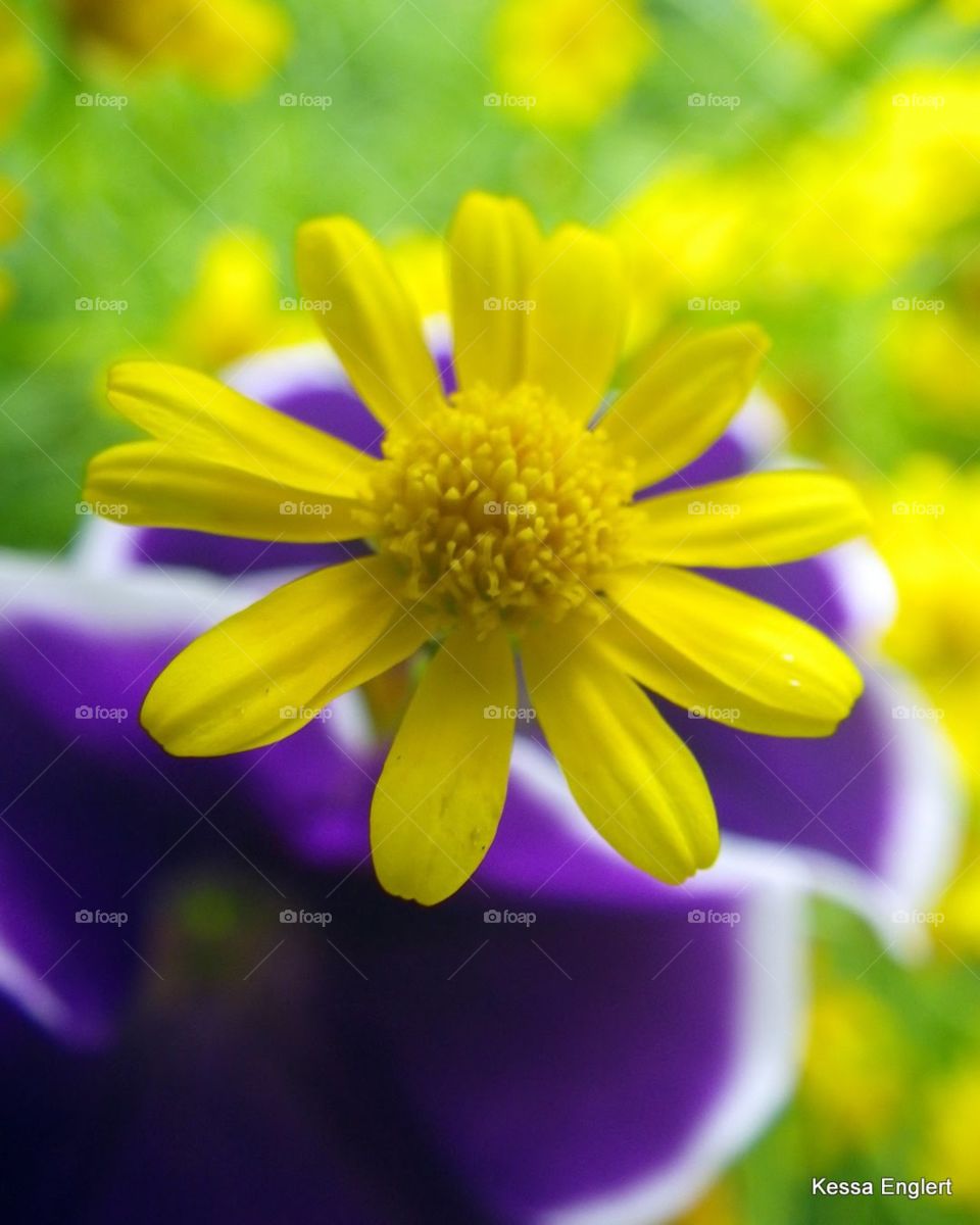 Purple and Yellow Flowers