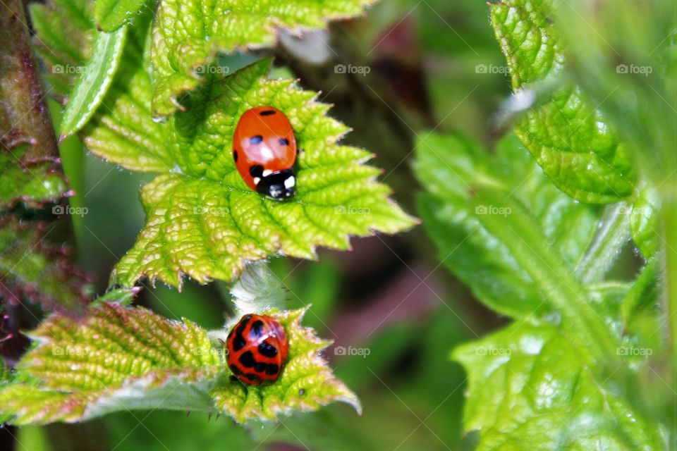 ladybirds