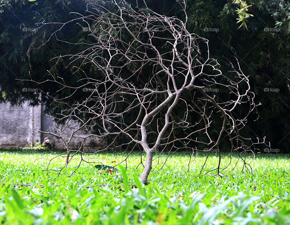 A dry tree branch on a green grass
