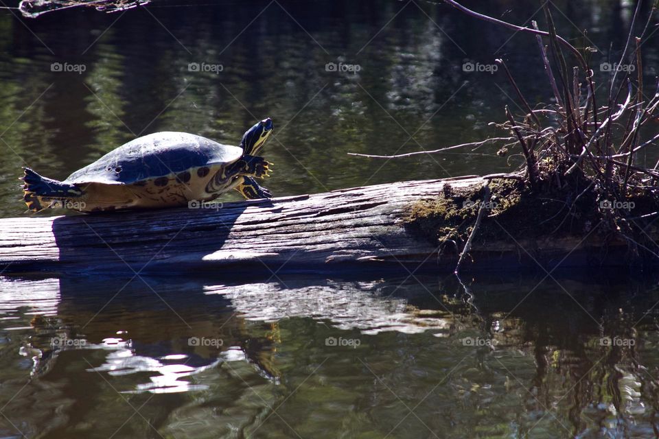 Turtle on a log