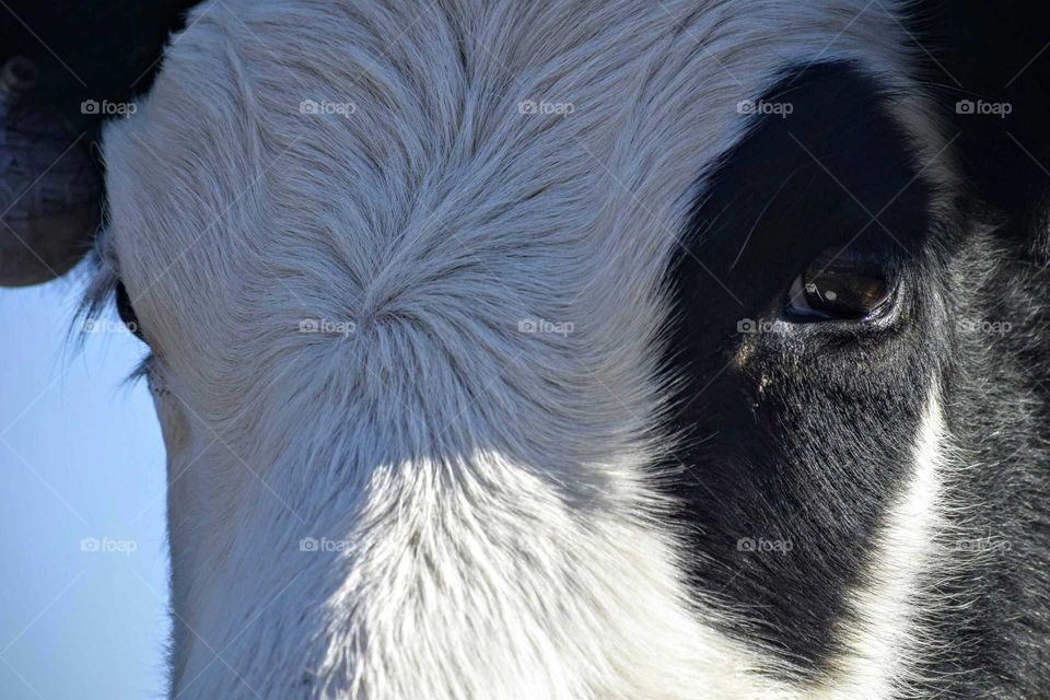 Cow Close Up