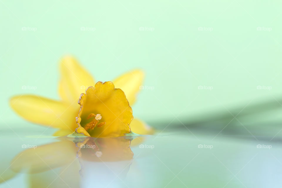 A colorful soft portrait of a yellow daffodil floating on water. there is a reflection of the flower on the surface of the water. the scene really acts calming and relaxing.