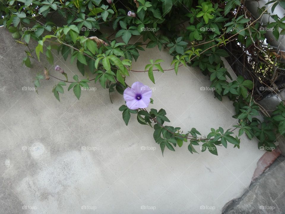 Ipomoea nil