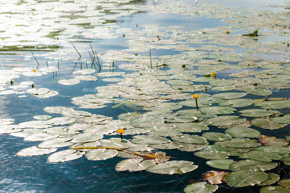 Yellow pond lilies and green leaves on surface of lake