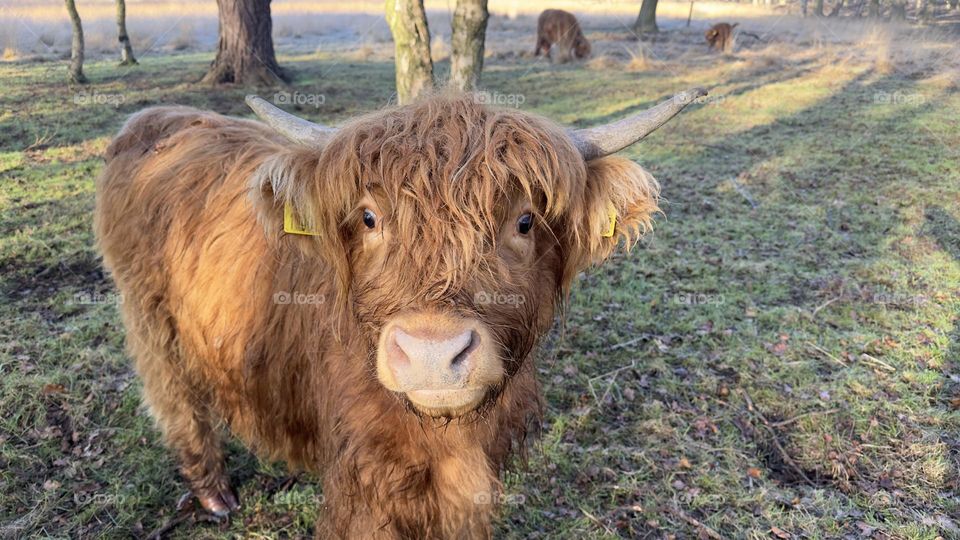 A close up of a highland cow