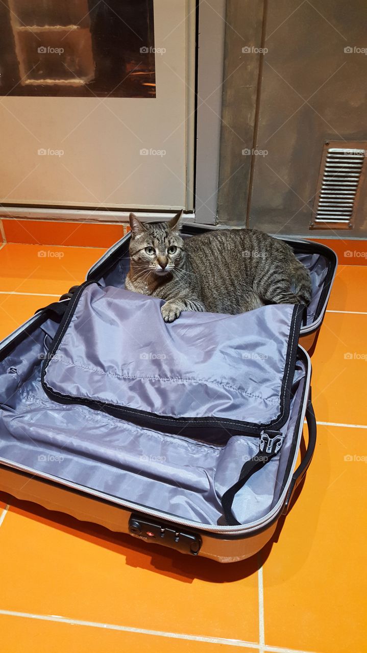 Preparation of the Suitcase