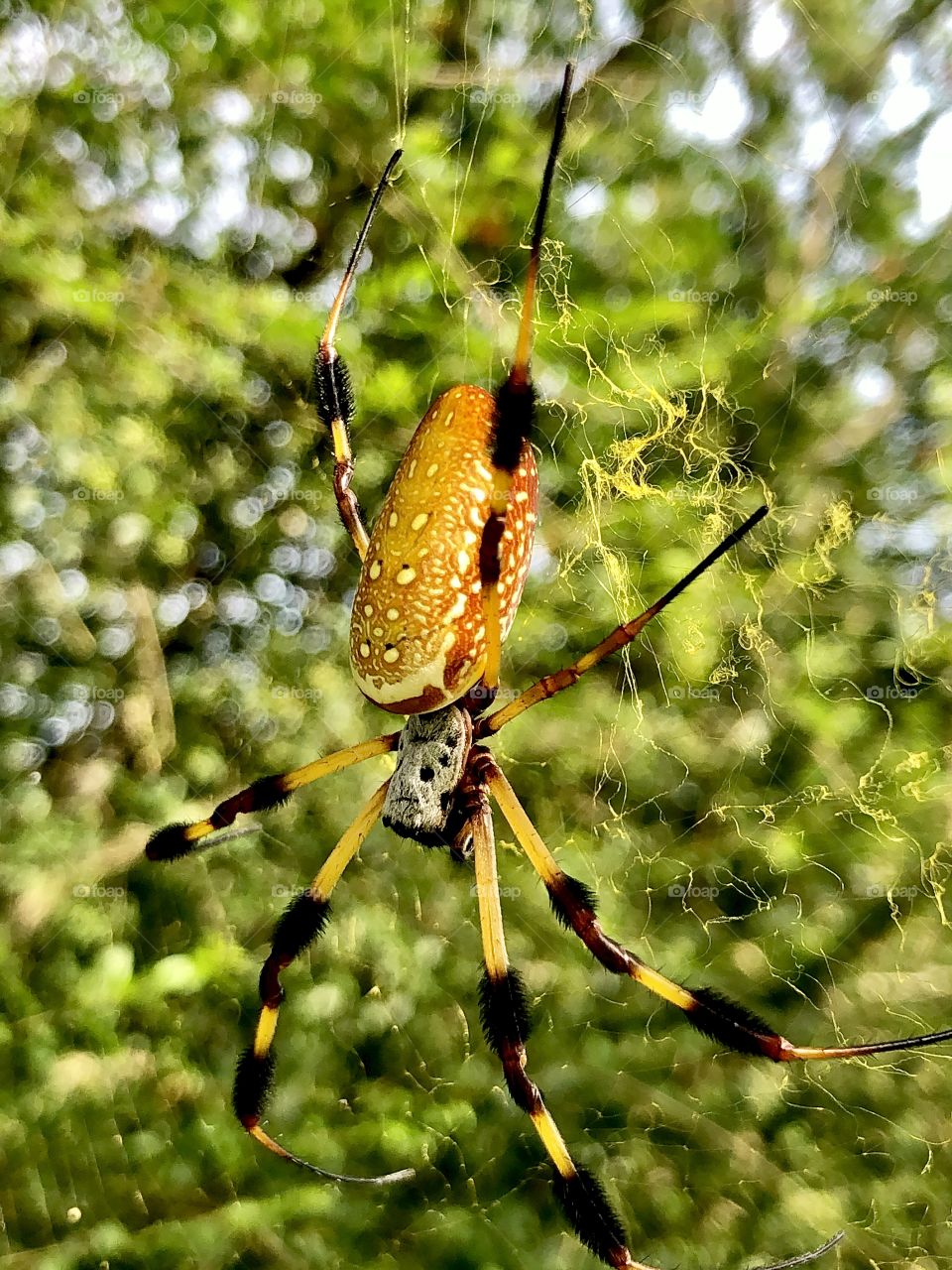 Banana spider 