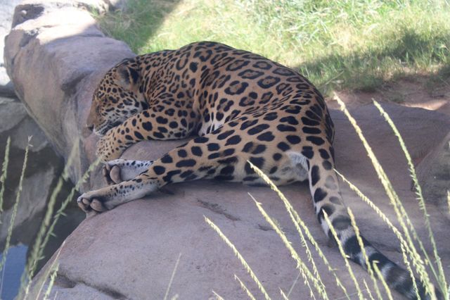 Sleeping jaguar 