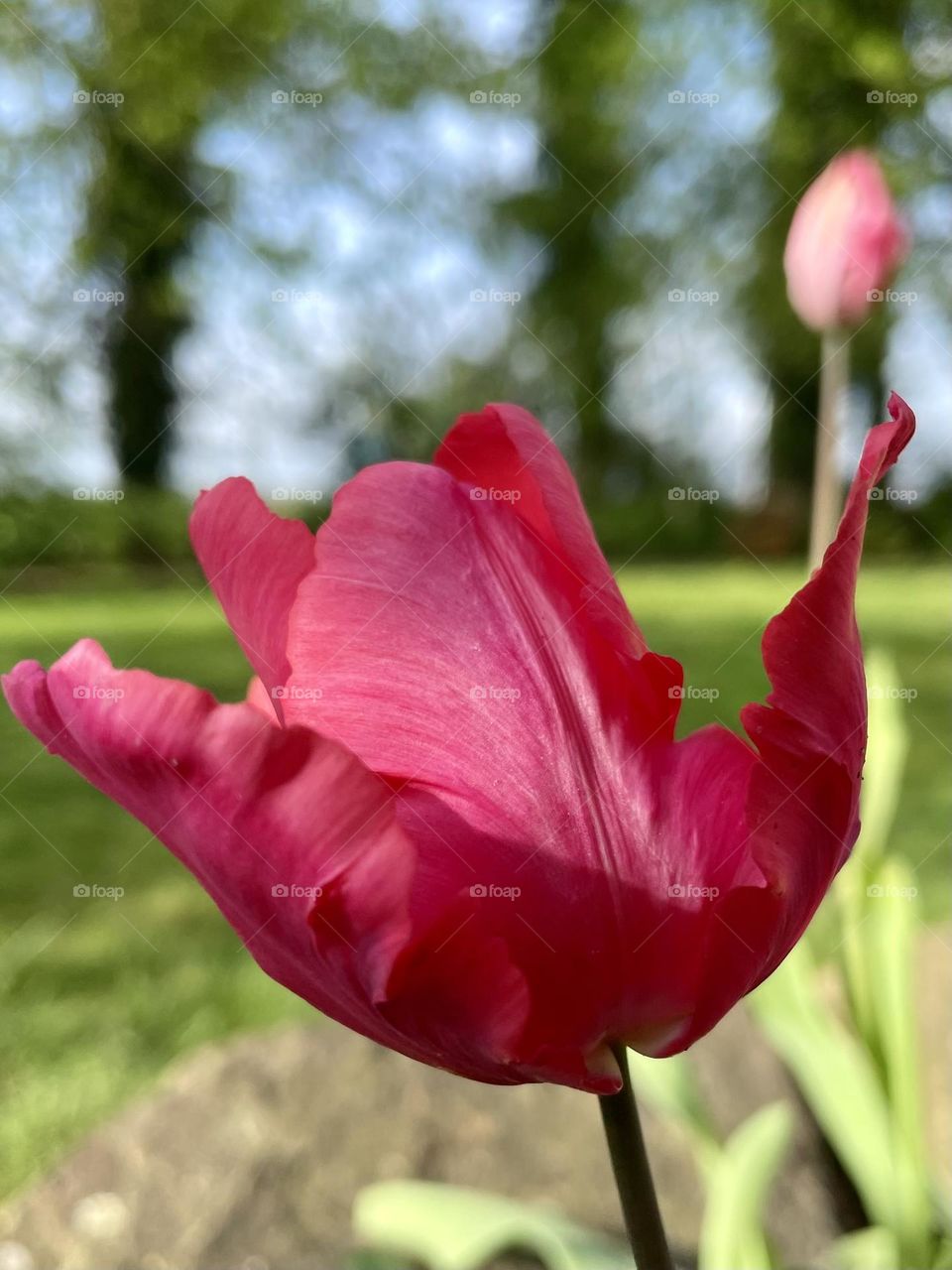 Tulip