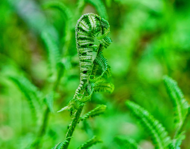 glorious green