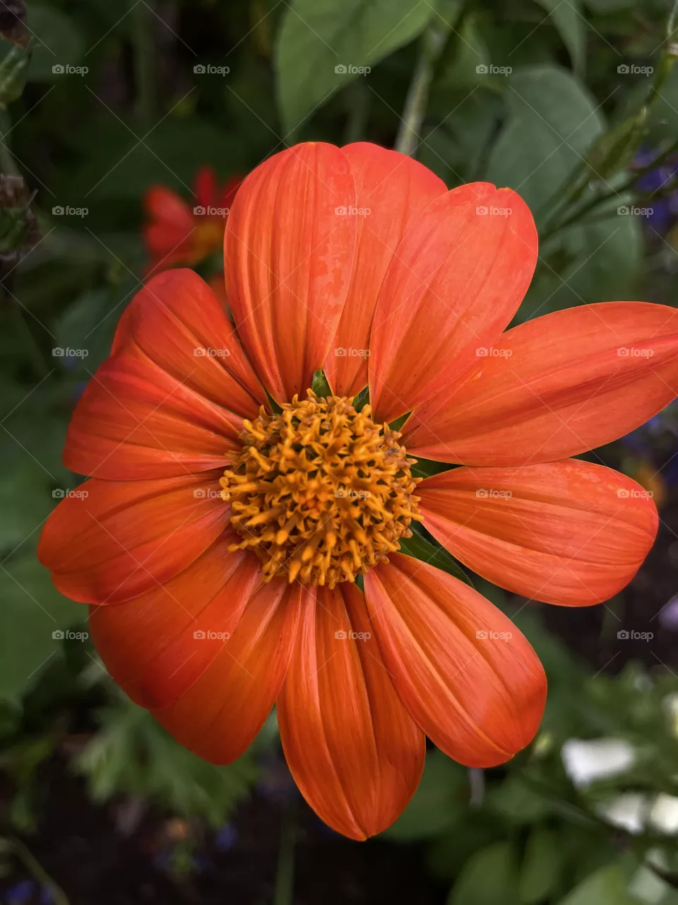 Bright Orange 