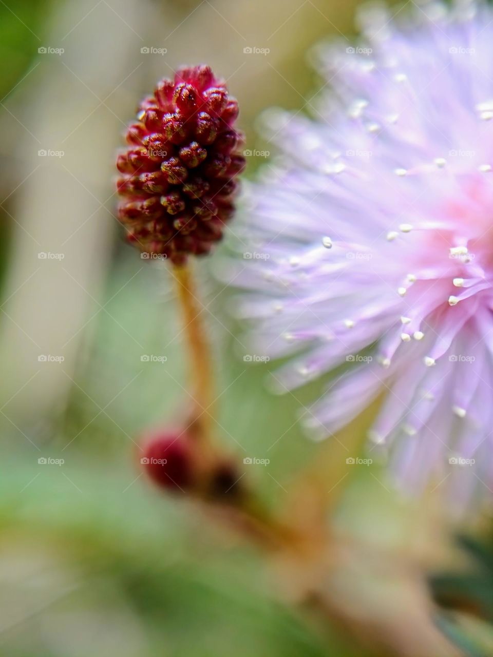 Close view of Mimosa flower bud.