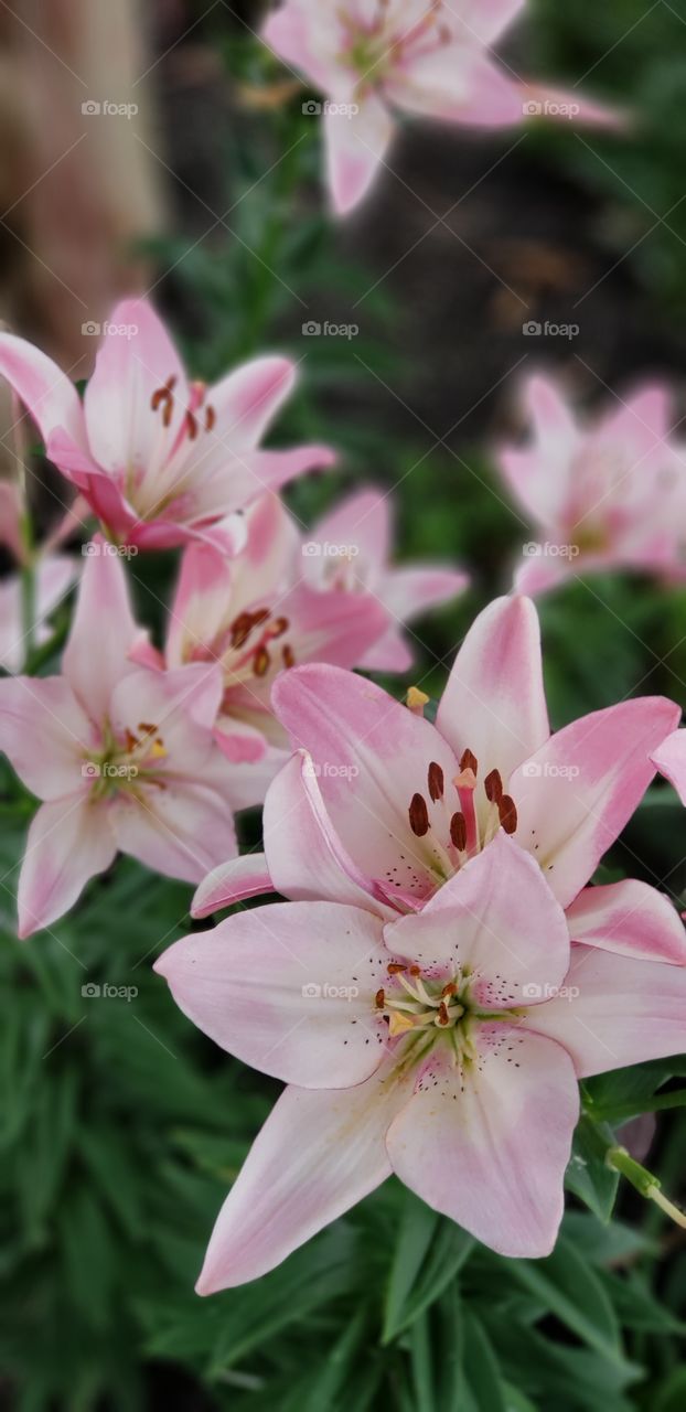 Daylilies - Pink