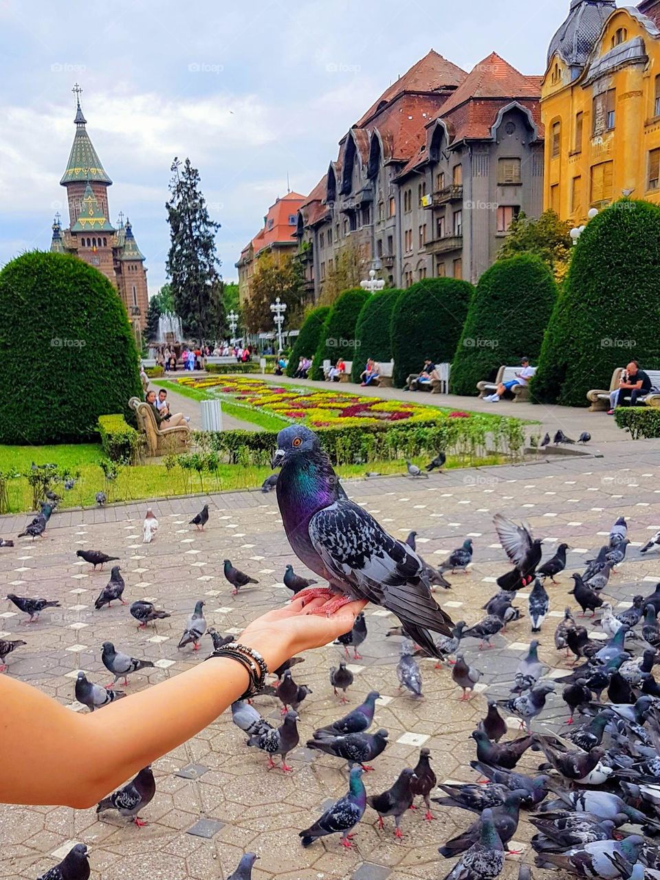 pigeons in Timisoara