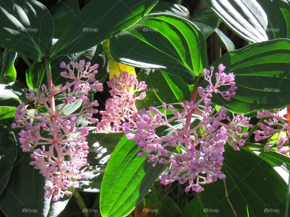 Pink flowers