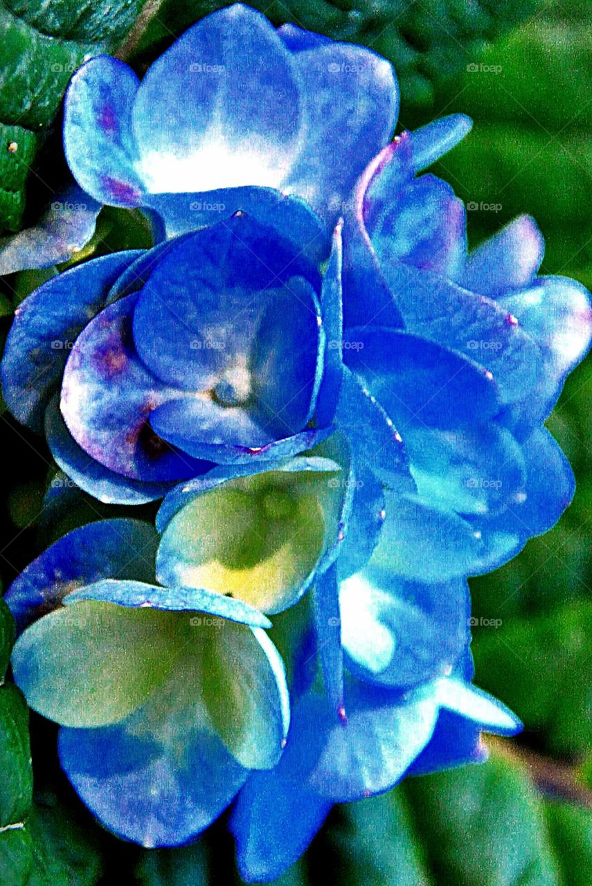 Flor azul