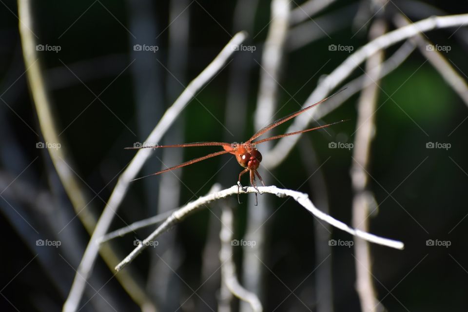 Front view of red dragonfly perched on a branch. Photo taken at a nature preserve in Largo, FL.
