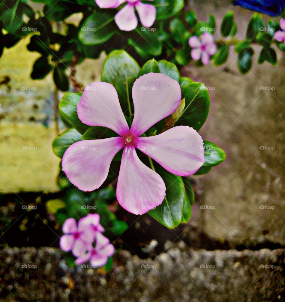 pink flower