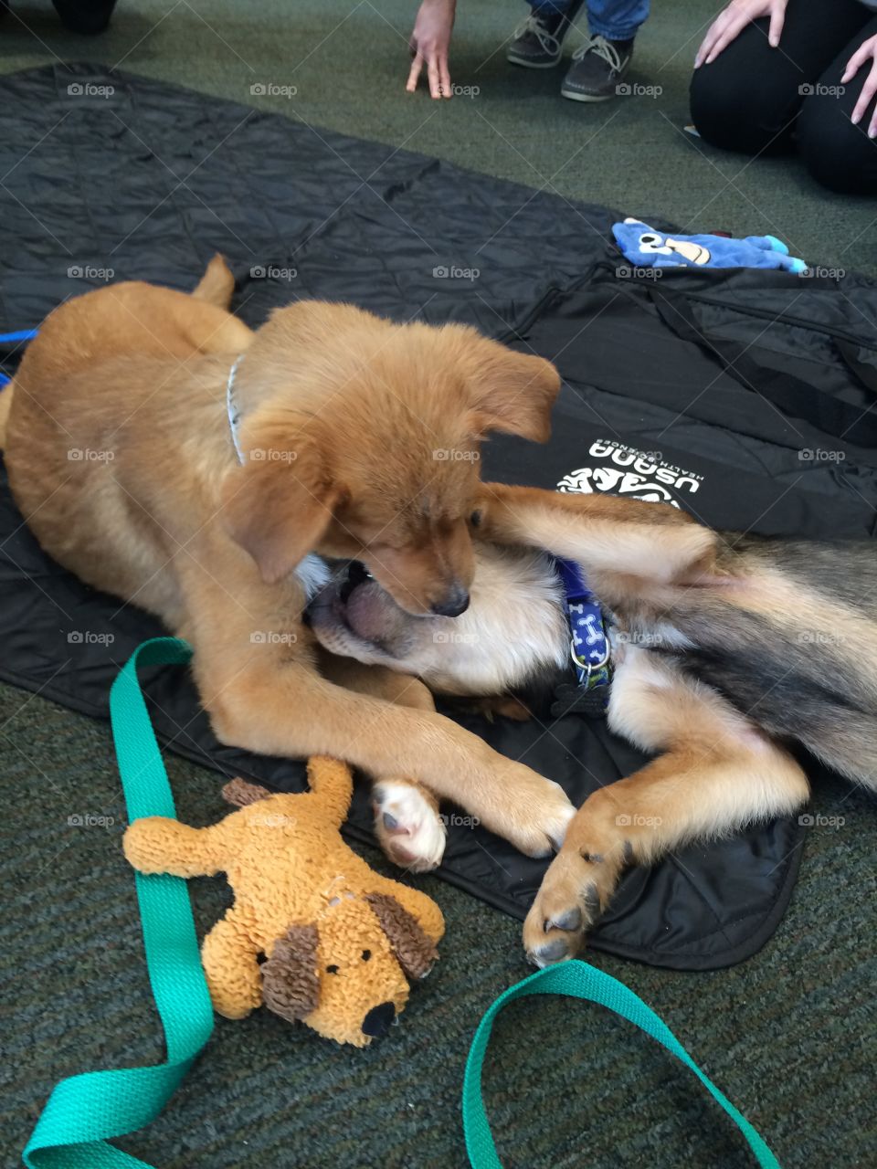 Puppies playing