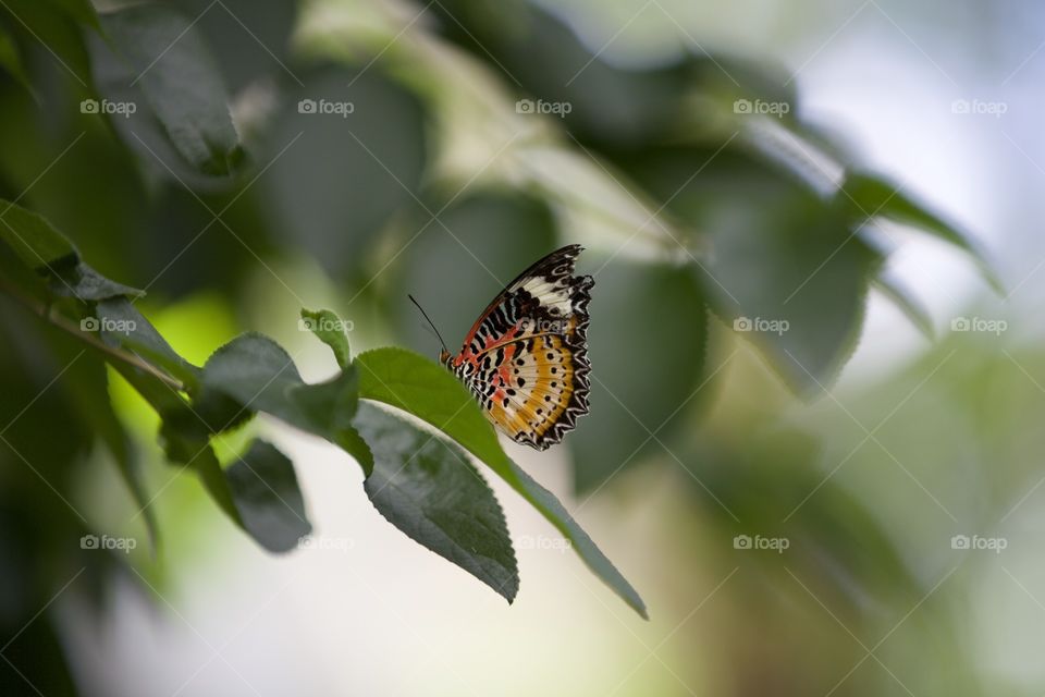 Beautiful monarch butterfly just released into the wild for the first time 