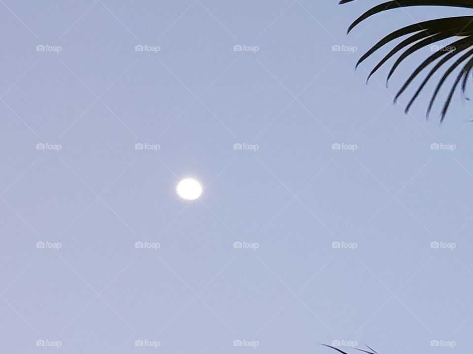 morning moon