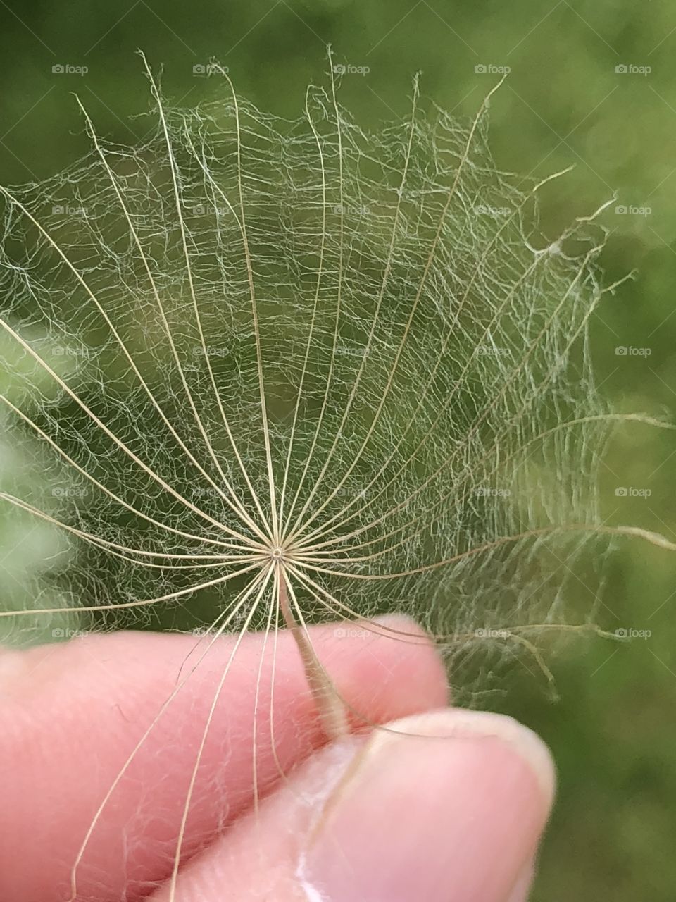 Seed parachute 