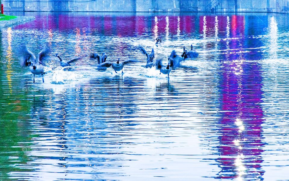 Geese taking off from water pond