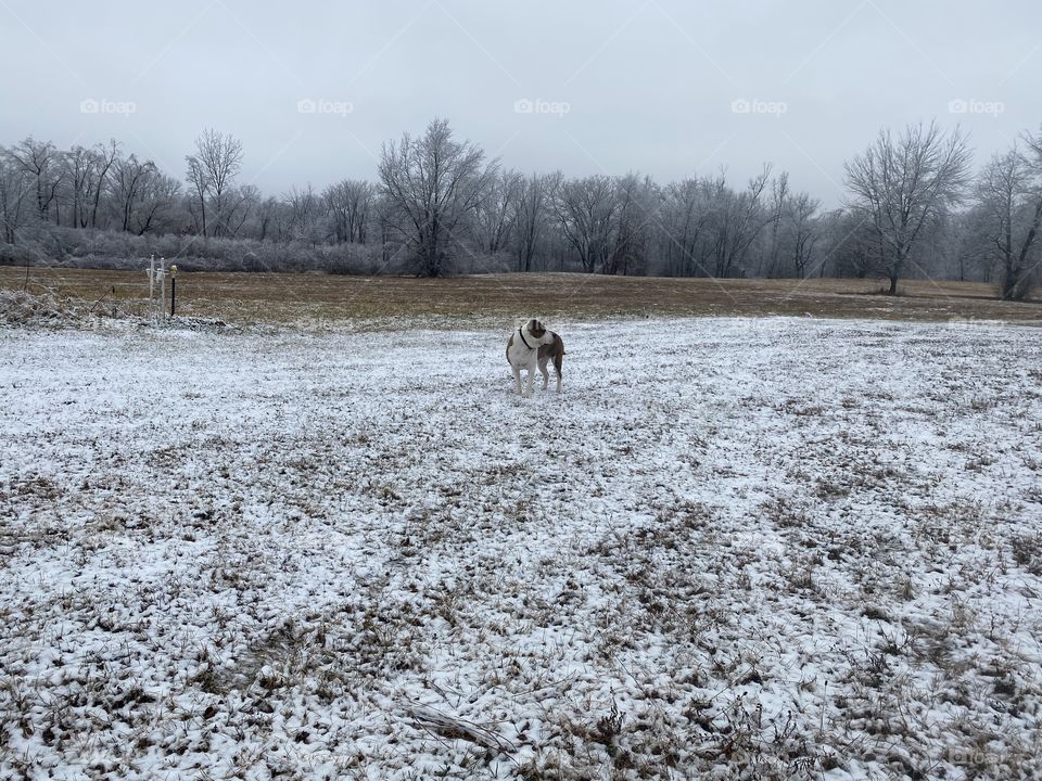 Winter country dog
