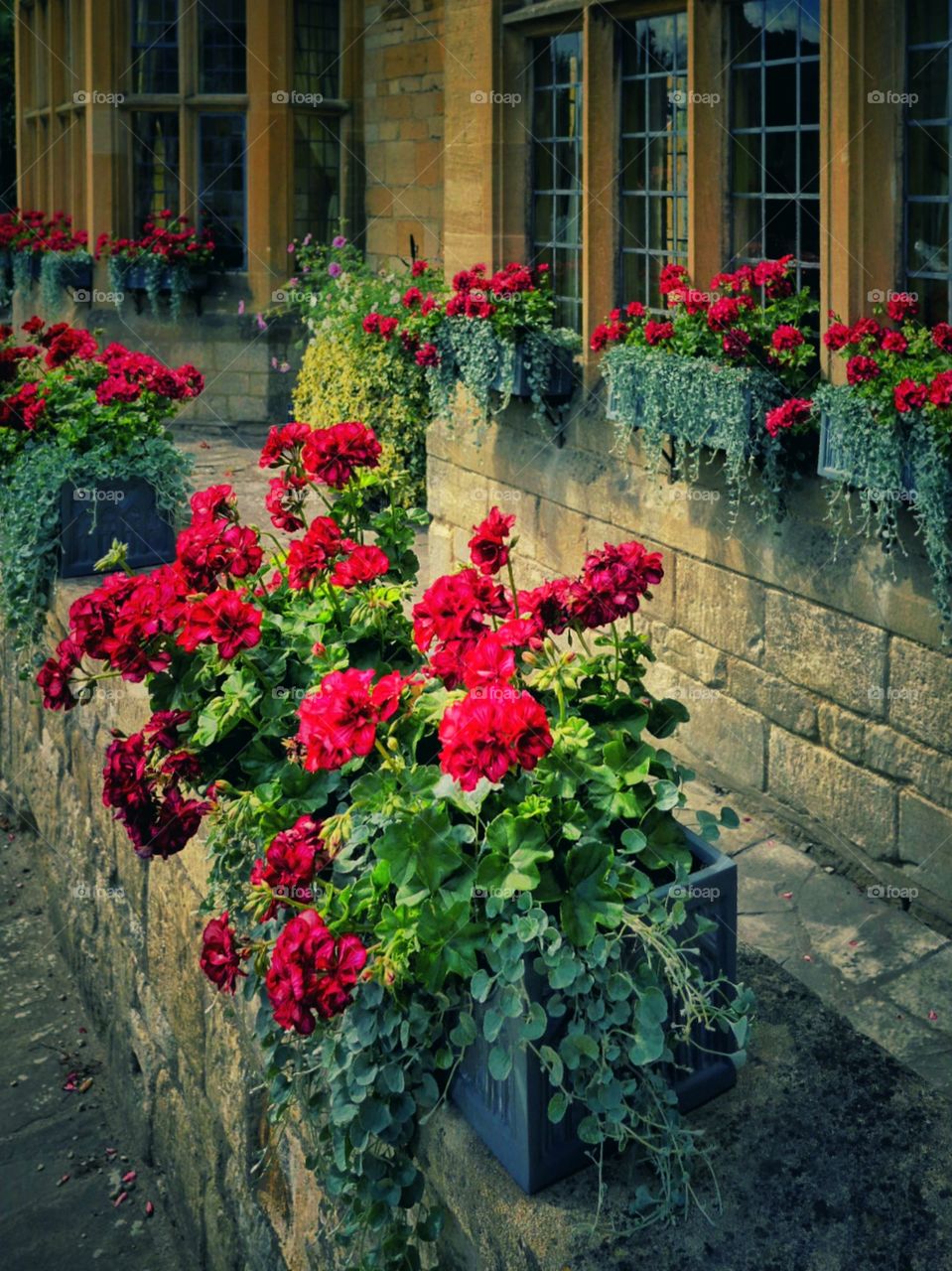 Roses. Garden