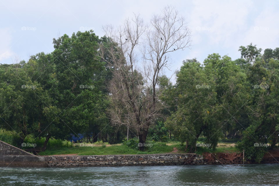 dead tree near river