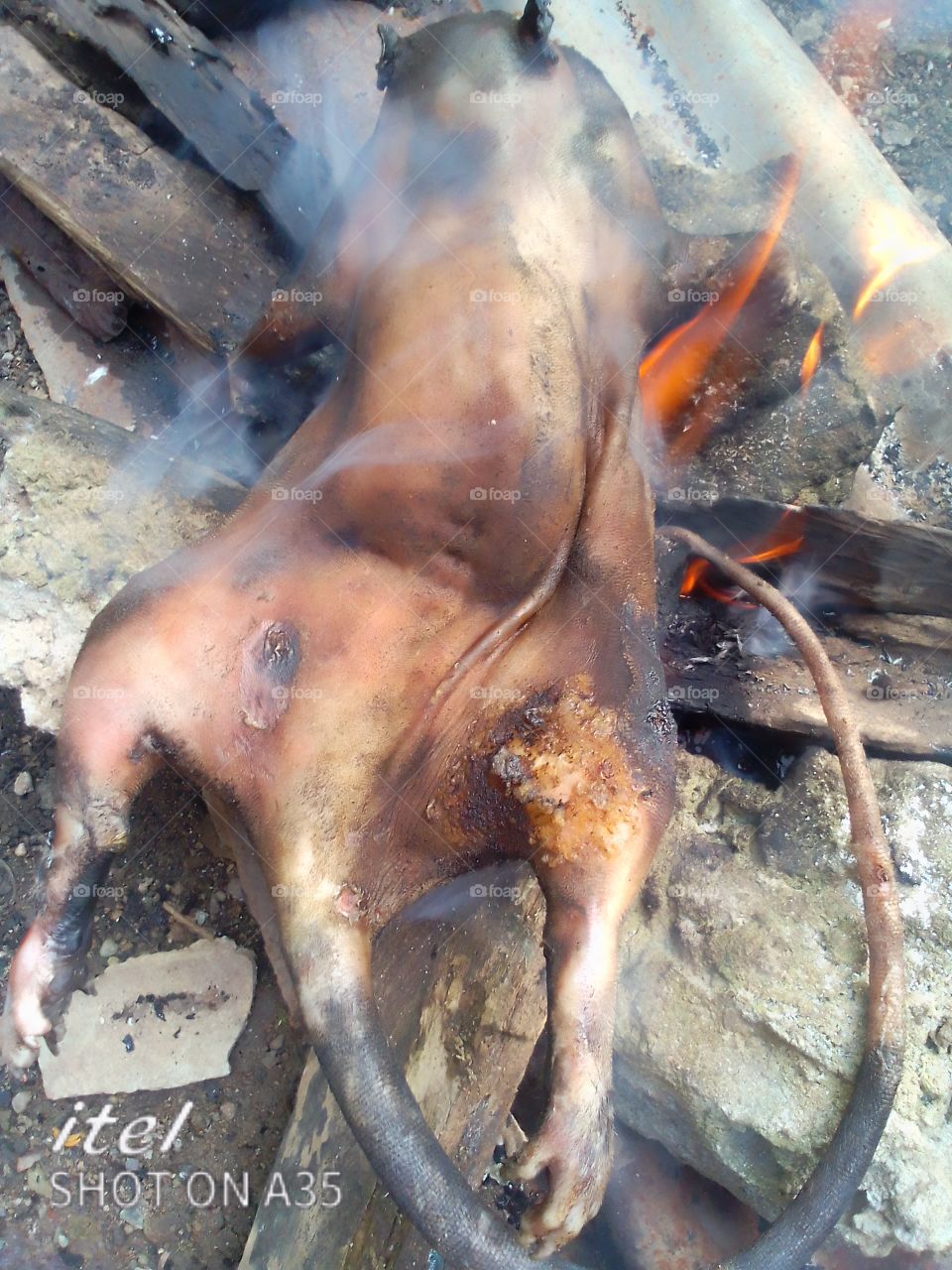 rabbit roasted on firewood