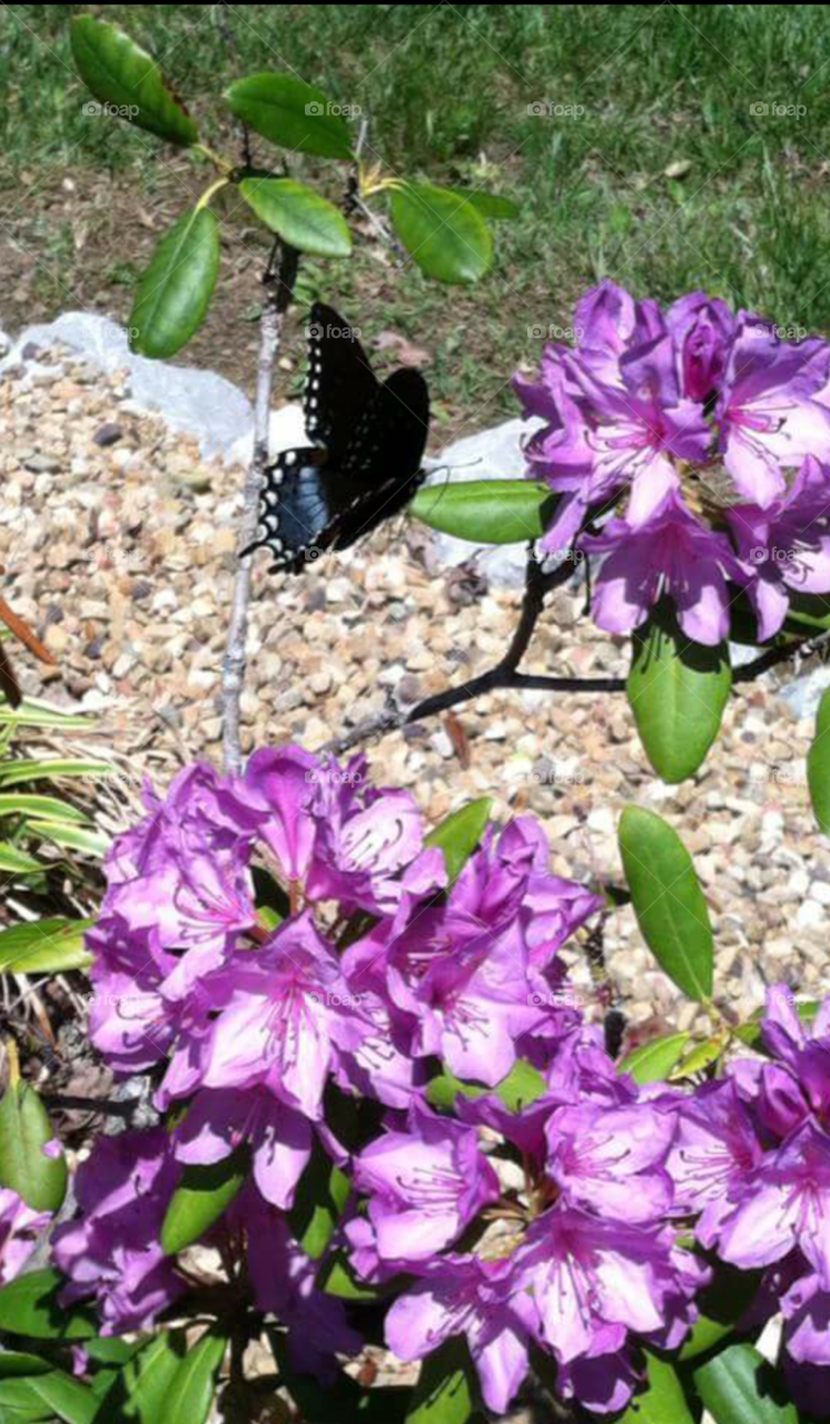 butterfly and laurels. Taken in my boyfriend's yard.