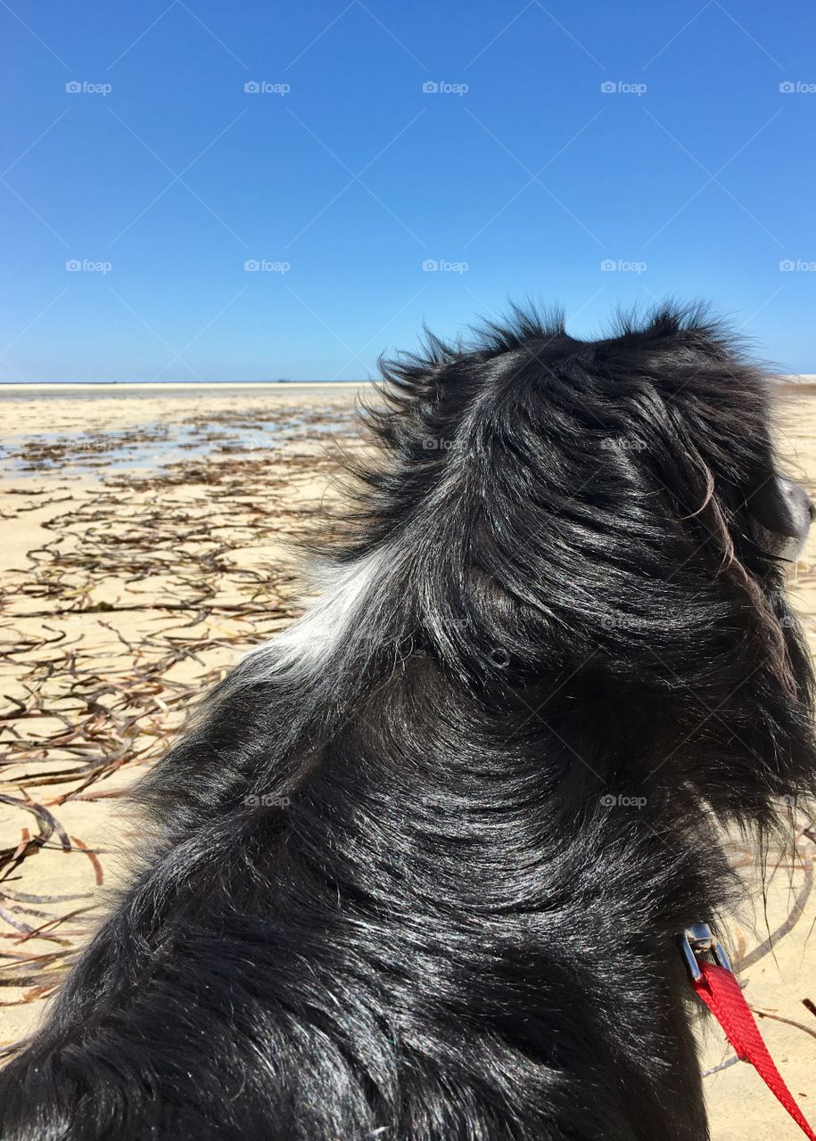 Back view border collie sheepdog sitting staring out toward ocean horizon at low tide wearing collar and red leash 