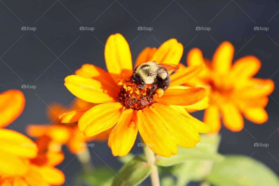 Common eastern bumble bee on orange zinnia. 
