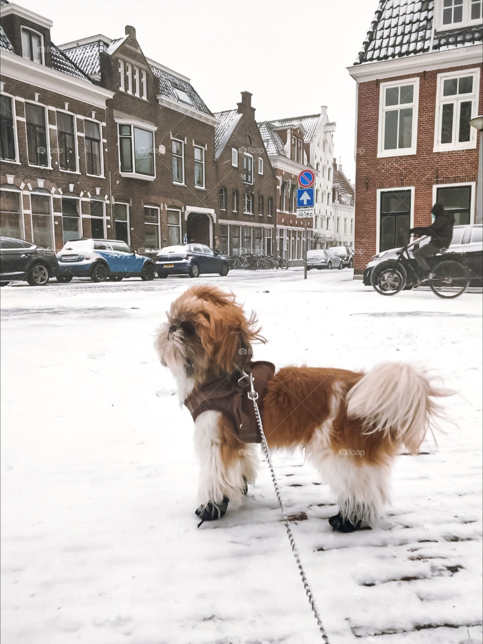 Cute shihtzu dog taking a walk on a snow day