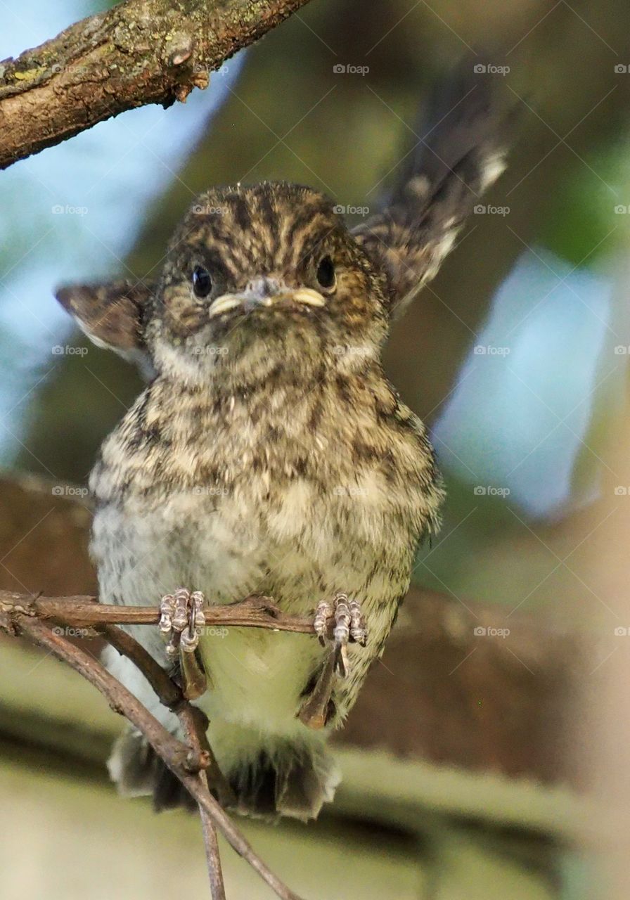 first too bold attempts to exercise the wings 🤣