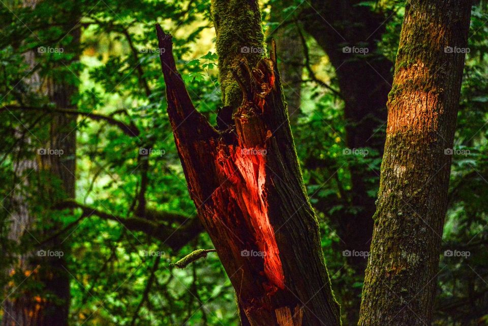 Snoqualmie Forest atSunset, Washington State