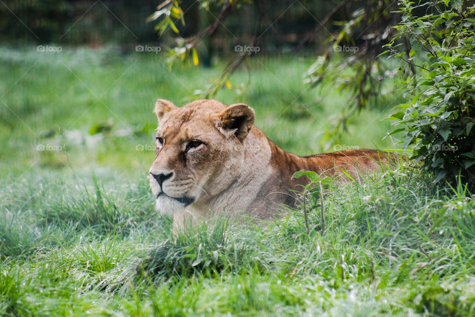 Lioness lying in the green grass