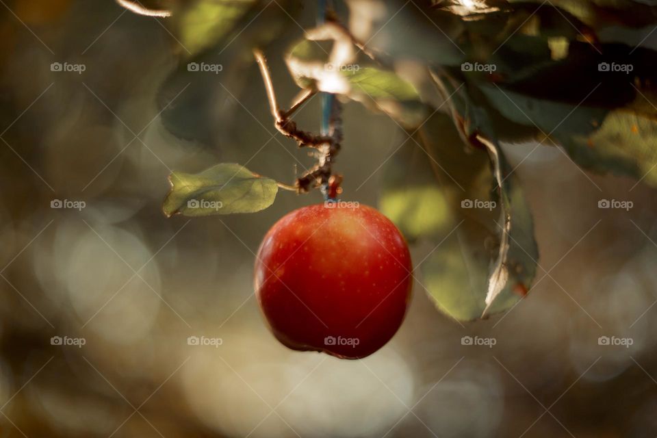 Apple on a tree brunch 