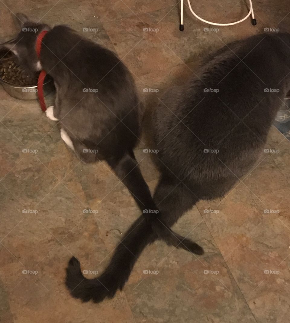 Hungry Cats - Eat Now, Play Later!