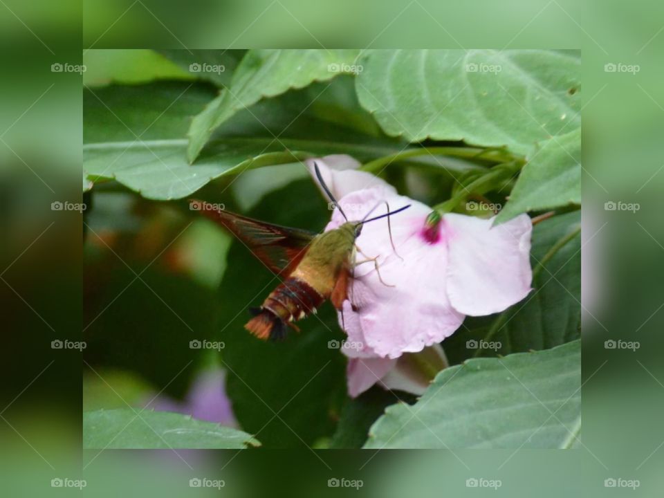 Hummingbird hawk-moth